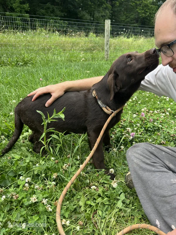 Discounted AKC Chocolate Labrador Retriever  – Labrador Retriever puppy for sale in White Sulphur Springs, WV
