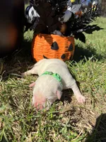 AKC Yellow Labrador Retriever , a male Labrador Retriever for sale in White Sulphur Springs, WV – 2 of 2