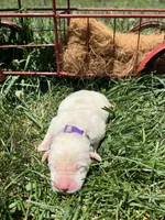 AKC Yellow Labrador Retriever , a female Labrador Retriever for sale in White Sulphur Springs, WV – 1 of 2