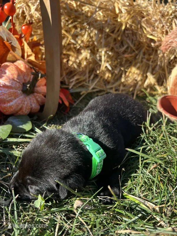 AKC Labrador Retriever  – Labrador Retriever puppy for sale in White Sulphur Springs, WV