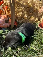 AKC Labrador Retriever , a female Labrador Retriever for sale in White Sulphur Springs, WV – 1 of 2