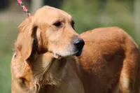 Expecting AKC Golden Retriever , a  Golden Retriever for sale in White Sulphur Springs, WV – 2 of 3