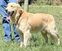 Expecting AKC Golden Retriever , a  Golden Retriever for sale in White Sulphur Springs, WV – Photo 3 of 3