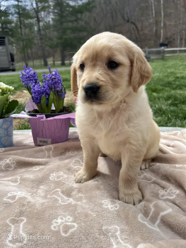 Expecting AKC Golden Retriever  – Golden Retriever puppy for sale in White Sulphur Springs, WV