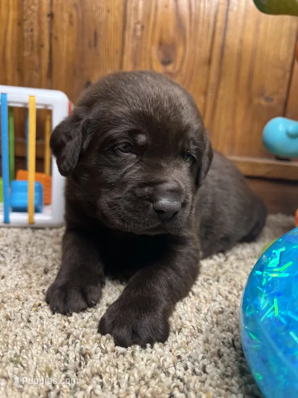 AKC chocolate Lab