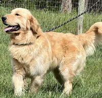 Expecting AKC Golden Retriever , a  Golden Retriever for sale in White Sulphur Springs, WV – 3 of 3