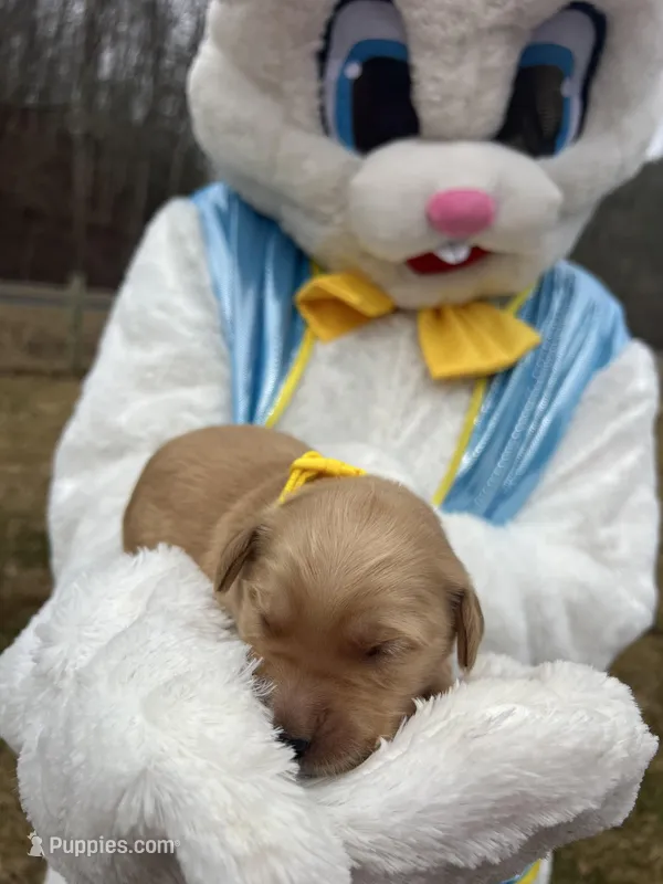 AKC Golden Retriever  – Golden Retriever puppy for sale in White Sulphur Springs, WV