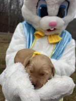 AKC Golden Retriever , a male Golden Retriever for sale in White Sulphur Springs, WV – Photo 1 of 2