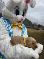 AKC Golden Retriever , a male Golden Retriever for sale in White Sulphur Springs, WV – Photo 2 of 2