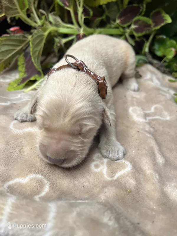 AKC Golden Retriever  – Golden Retriever puppy for sale in White Sulphur Springs, WV