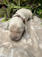 AKC Golden Retriever , a male Golden Retriever for sale in White Sulphur Springs, WV – 1 of 2