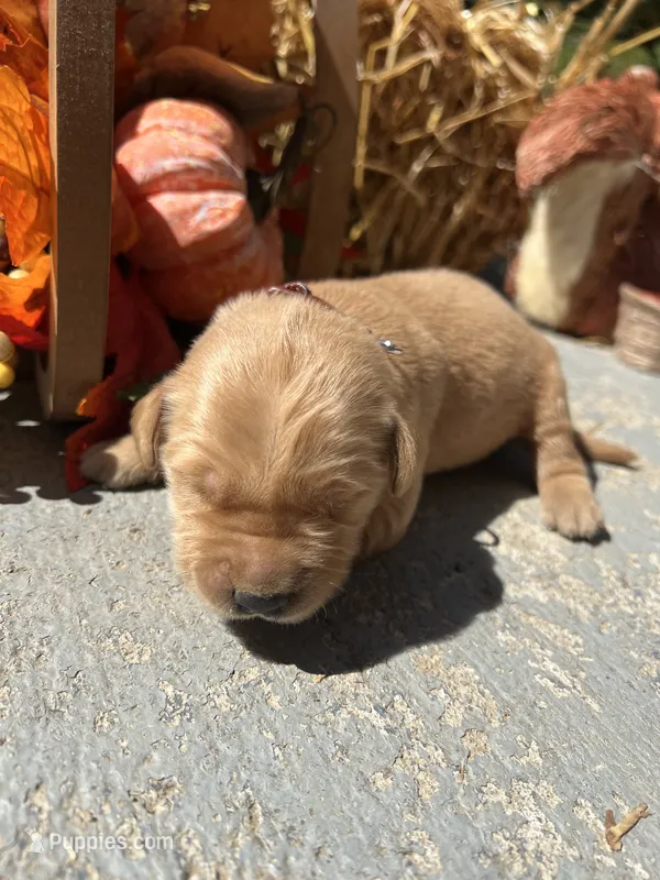 AKC Golden Retriever  – Golden Retriever puppy for sale in White Sulphur Springs, WV
