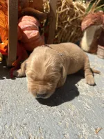 AKC Golden Retriever , a female Golden Retriever for sale in White Sulphur Springs, WV – 1 of 2