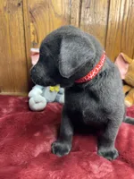 Ready to Go Lab , a female Labrador Retriever for sale in White Sulphur Springs, WV – Photo 1 of 2