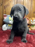 Ready to Go Lab , a female Labrador Retriever for sale in White Sulphur Springs, WV – Photo 2 of 2