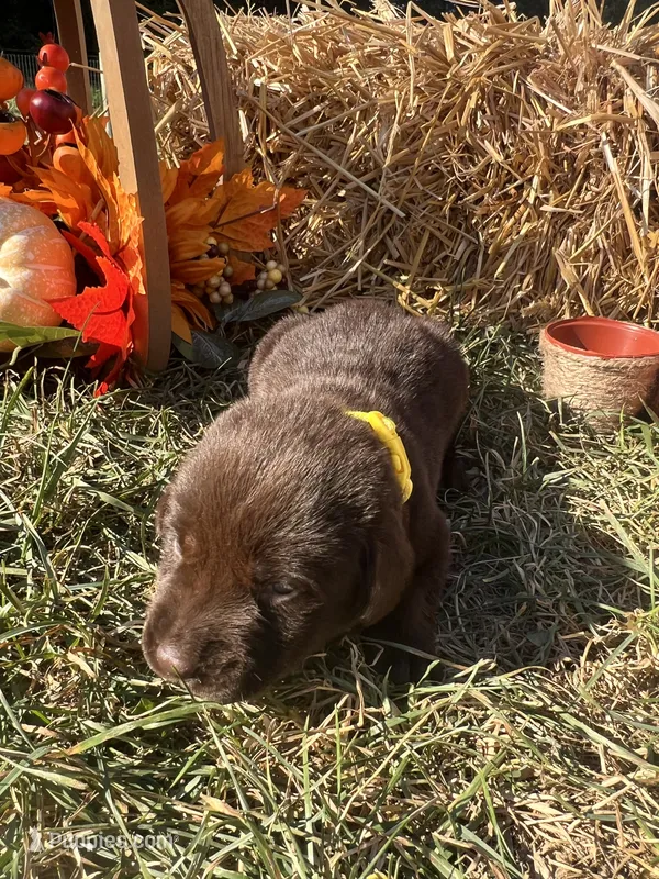 AKC Labrador Retriever  – Labrador Retriever puppy for sale in White Sulphur Springs, WV