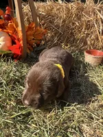 AKC Labrador Retriever , a male Labrador Retriever for sale in White Sulphur Springs, WV – 1 of 2