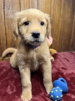 Ready to Go Home AKC Golden Retriever, a female Golden Retriever for sale in White Sulphur Springs, WV – Photo 1 of 2