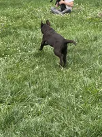 Discounted AKC Chocolate Labrador Retriever , a female Labrador Retriever for sale in White Sulphur Springs, WV – 5 of 6