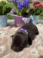 AKC Chocolate Labrador Retriever , a female Labrador Retriever for sale in White Sulphur Springs, WV – Photo 2 of 2