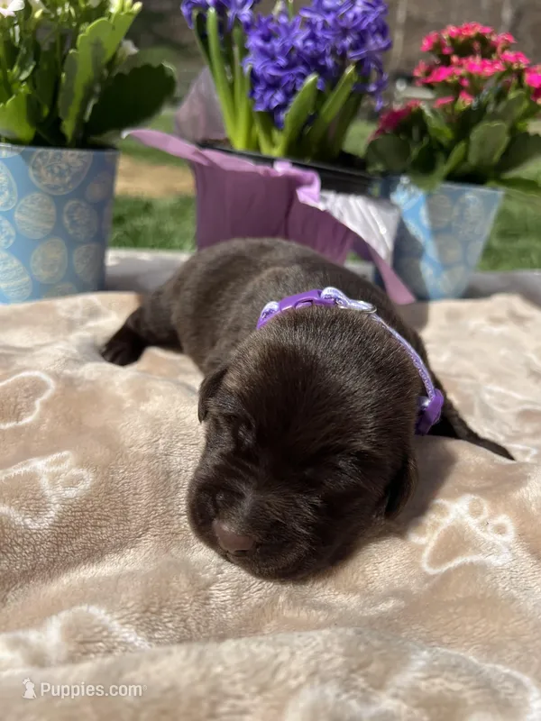 AKC Chocolate Labrador Retriever  – Labrador Retriever puppy for sale in White Sulphur Springs, WV