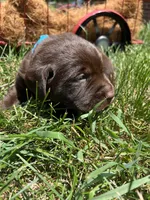 AKC Chocolate Labrador Retriever , a male Labrador Retriever for sale in White Sulphur Springs, WV – 2 of 2