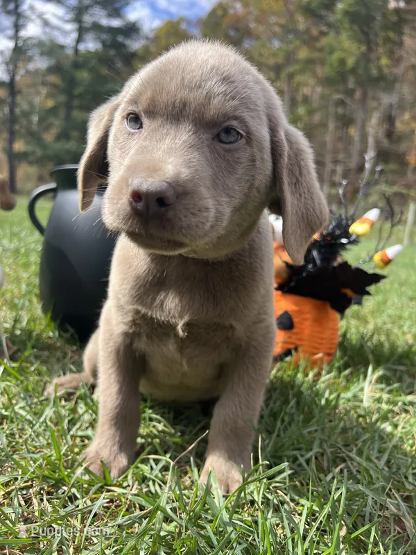 Ready to Go Home AKC Silver Labrador Retriever  – Labrador Retriever puppy for sale in White Sulphur Springs, WV