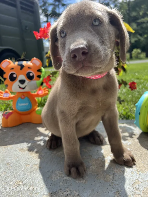 Ready to Go AKC Silver Labrador Retriever  – Labrador Retriever puppy for sale in White Sulphur Springs, WV