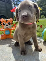 Ready to Go AKC Silver Labrador Retriever , a female Labrador Retriever for sale in White Sulphur Springs, WV – 1 of 2