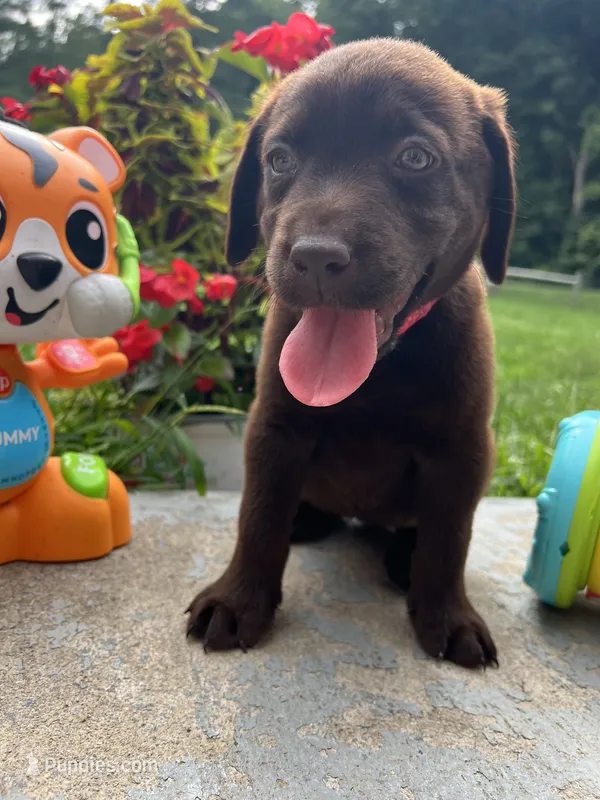 Ready to Go Labrador Retriever  – Labrador Retriever puppy for sale in White Sulphur Springs, WV