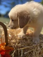 Ready to Go Home AKC Golden Retriever , a male Golden Retriever for sale in White Sulphur Springs, WV – 2 of 2