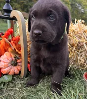 AKC Labrador Retriever , a male Labrador Retriever for sale in White Sulphur Springs, WV – 1 of 2