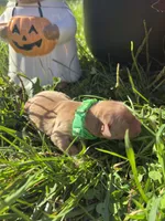 AKC Golden Retriever , a male Golden Retriever for sale in White Sulphur Springs, WV – 2 of 2