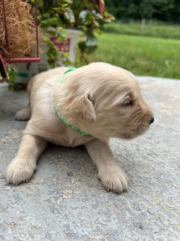 AKC Golden Retriever  – Golden Retriever puppy for sale in White Sulphur Springs, WV