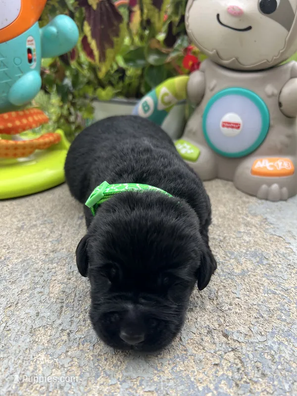 AKC Labrador Retriever  – Labrador Retriever puppy for sale in White Sulphur Springs, WV