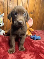 Ready to Go Home Lab , a male Labrador Retriever for sale in White Sulphur Springs, WV – Photo 1 of 2