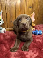Ready to Go Home Lab , a male Labrador Retriever for sale in White Sulphur Springs, WV – Photo 2 of 2