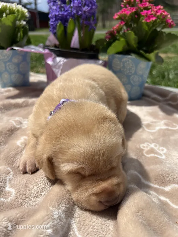 AKC Labrador Retriever  – Labrador Retriever puppy for sale in White Sulphur Springs, WV