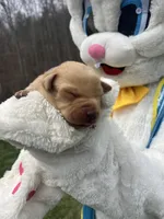 AKC Labrador Retriever , a female Labrador Retriever for sale in White Sulphur Springs, WV – Photo 2 of 2