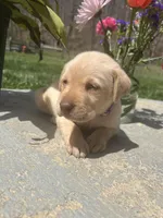 Ready to Go Home AKC Labrador Retriever , a female Labrador Retriever for sale in White Sulphur Springs, WV – Photo 2 of 2