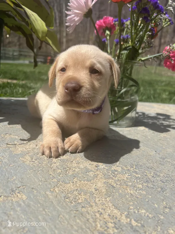 AKC Labrador Retriever  – Labrador Retriever puppy for sale in White Sulphur Springs, WV