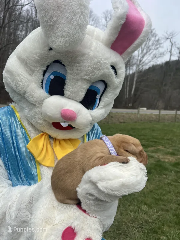 AKC Labrador Retriever  – Labrador Retriever puppy for sale in White Sulphur Springs, WV