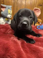 Ready to Go Home Lab, a male Labrador Retriever for sale in White Sulphur Springs, WV – Photo 2 of 2