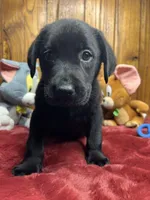 Ready to Go Home Lab, a male Labrador Retriever for sale in White Sulphur Springs, WV – Photo 1 of 2