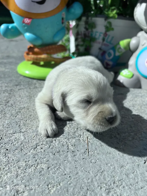 AKC Russian Cream Golden Retriever  – Golden Retriever puppy for sale in White Sulphur Springs, WV