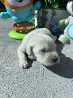 AKC Russian Cream Golden Retriever , a female Golden Retriever for sale in White Sulphur Springs, WV – 1 of 4