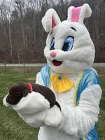 AKC Labrador Retriever , a female Labrador Retriever for sale in White Sulphur Springs, WV – Photo 2 of 2