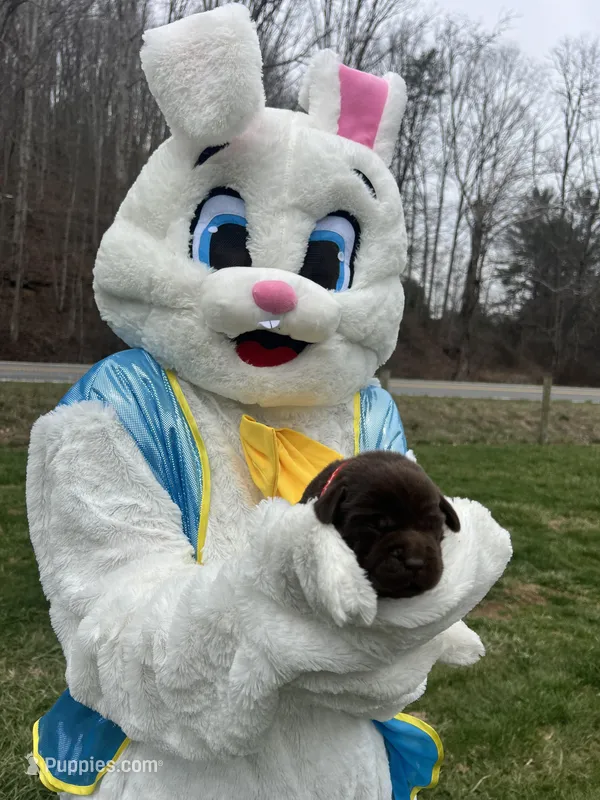 AKC Labrador Retriever  – Labrador Retriever puppy for sale in White Sulphur Springs, WV