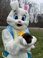 AKC Labrador Retriever , a female Labrador Retriever for sale in White Sulphur Springs, WV – Photo 1 of 2