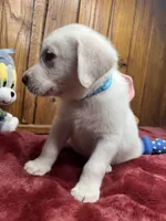 AKC Ready to Go Lab , a male Labrador Retriever for sale in White Sulphur Springs, WV – Photo 2 of 2